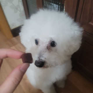 My Pet Care 천연단백질 눈건강에 개좋아 — 5점을 준 리뷰어가 2020년 12월 올린 사용 사진