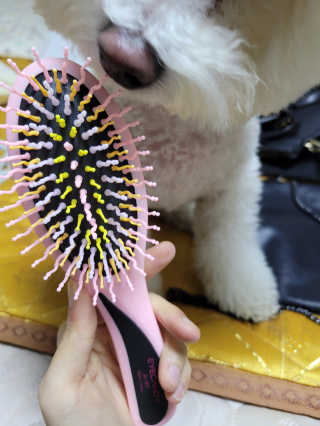 아이캔디 레인보우 볼륨S  브러쉬 for PET 미디엄 — 5점을 준 리뷰어가 2020년 11월 올린 사용 사진