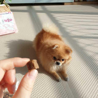 My Pet Care 천연단백질 관절건강에 개좋아 — 5점을 준 리뷰어가 2020년 12월 올린 사용 사진