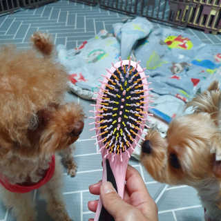 아이캔디 레인보우 볼륨S  브러쉬 for PET 미디엄 — 5점을 준 리뷰어가 2020년 11월 올린 사용 사진