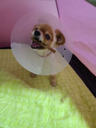 My Pet Care 천연단백질 치아건강에 개좋아 — 5점을 준 리뷰어가 2020년 11월 올린 사용 사진