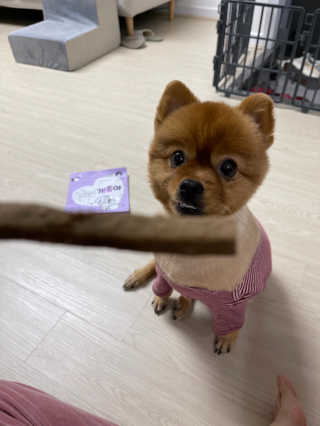 My Pet Care 천연단백질 치아건강에 개좋아 — 5점을 준 리뷰어가 2020년 12월 올린 사용 사진