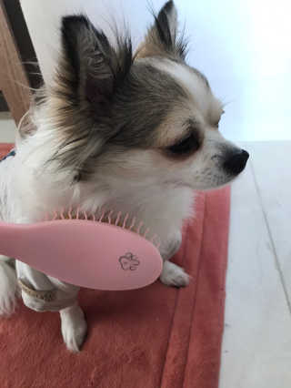 아이캔디 레인보우 볼륨S  브러쉬 for PET 미디엄 — 5점을 준 리뷰어가 2020년 12월 올린 사용 사진
