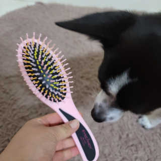 아이캔디 레인보우 볼륨S  브러쉬 for PET 미디엄 — 4점을 준 리뷰어가 2020년 12월 올린 사용 사진