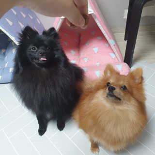 My Pet Care 천연단백질 관절건강에 개좋아 — 4점을 준 리뷰어가 2020년 11월 올린 사용 사진