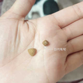 펫토리아 한끼뚝딱 프리미엄 강아지사료_그레인프리/면역력케어 — 5점을 준 리뷰어가 2020년 6월 올린 사용 사진