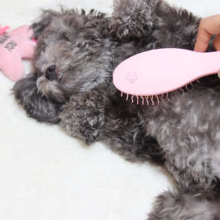아이캔디 레인보우 볼륨S  브러쉬 for PET 미디엄 — 5점을 준 리뷰어가 2020년 12월 올린 사용 사진
