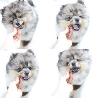 My Pet Care 천연단백질 치아건강에 개좋아 — 5점을 준 리뷰어가 2020년 12월 올린 사용 사진