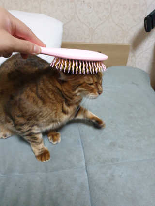 아이캔디 레인보우 볼륨S  브러쉬 for PET 미디엄 — 5점을 준 리뷰어가 2020년 11월 올린 사용 사진
