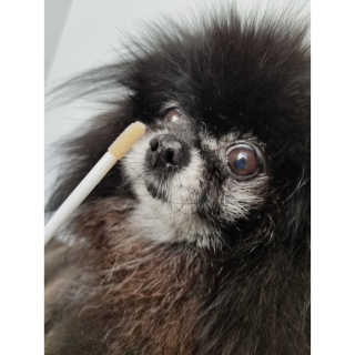 Peepingpomeranian님이 올린 리뷰 사진 1