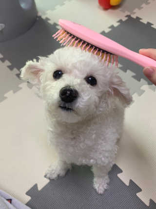 아이캔디 레인보우 볼륨S  브러쉬 for PET 미디엄 — 5점을 준 리뷰어가 2020년 12월 올린 사용 사진