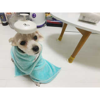 자극 없이 털/각질 관리가 가능한 코코몰리 실리콘 목욕 브러쉬 — 5점을 준 리뷰어가 2020년 8월 올린 사용 사진