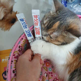 샛별꼬미호두맘님이 올린 리뷰 사진 2