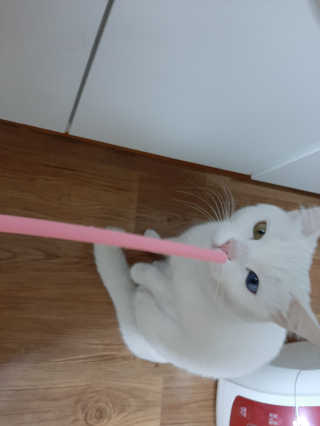 야키소바빵님이 올린 리뷰 사진 2