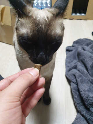 My Pet Care 천연단백질 치아건강에 개좋아 — 4점을 준 리뷰어가 2020년 12월 올린 사용 사진