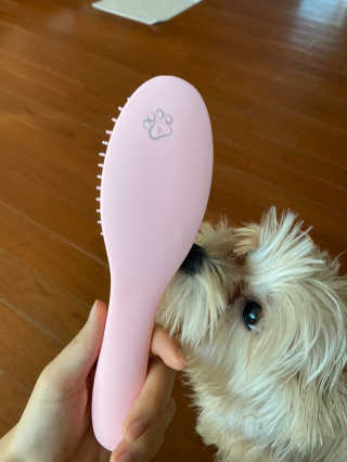 아이캔디 레인보우 볼륨S  브러쉬 for PET 미디엄 — 1점을 준 리뷰어가 2020년 11월 올린 사용 사진