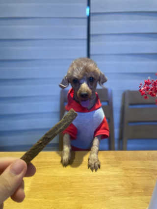 My Pet Care 천연단백질 치아건강에 개좋아 — 5점을 준 리뷰어가 2020년 12월 올린 사용 사진