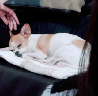 쫑님이 올린 리뷰 사진 4