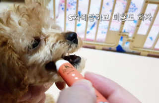 더펫원츠 [5초양치] 멍.치카펜 or 냥.치카펜 or 치카오일펜 — 5점을 준 리뷰어가 2020년 5월 올린 사용 사진