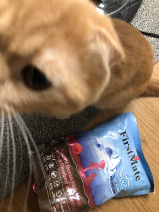 펫토리아 퍼스트메이트 그레인프리 강아지,고양이사료 — 5점을 준 리뷰어가 2020년 8월 올린 사용 사진