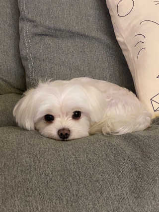 버츠비 퍼피투인원 티어리스 샴푸 앤 컨디셔너 — 3점을 준 리뷰어가 2020년 10월 올린 사용 사진