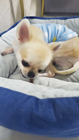 My Pet Care 천연단백질 치아건강에 개좋아 — 5점을 준 리뷰어가 2020년 11월 올린 사용 사진