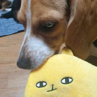beaglelove님이 올린 리뷰 사진 2