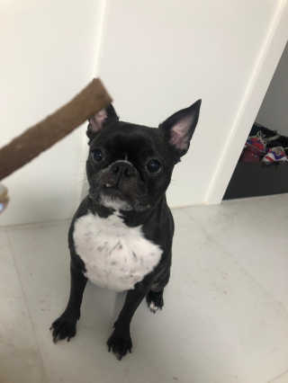 My Pet Care 천연단백질 치아건강에 개좋아 — 5점을 준 리뷰어가 2020년 11월 올린 사용 사진