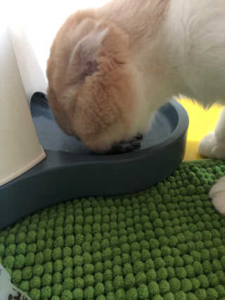 [풀무원 아미오] 반려묘 그레인프리 3종 — 5점을 준 리뷰어가 2020년 4월 올린 사용 사진