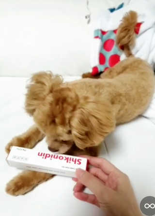 [자유펫] 시코니딘 고양이 강아지 피부 보습 연고 20g — 5점을 준 리뷰어가 2020년 8월 올린 사용 사진