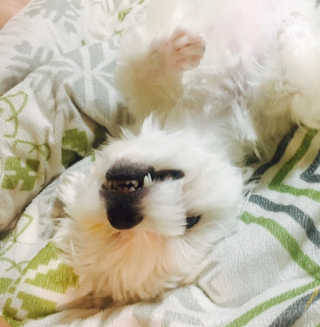 My Pet Care 천연단백질 치아건강에 개좋아 — 4점을 준 리뷰어가 2020년 11월 올린 사용 사진
