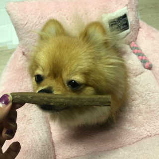 My Pet Care 천연단백질 치아건강에 개좋아 — 4.5점을 준 리뷰어가 2020년 11월 올린 사용 사진