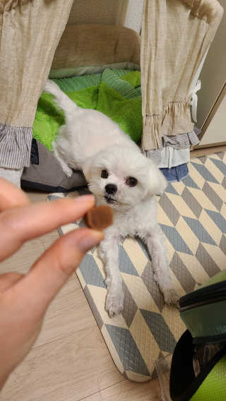 My Pet Care 천연단백질 눈건강에 개좋아 — 5점을 준 리뷰어가 2020년 12월 올린 사용 사진