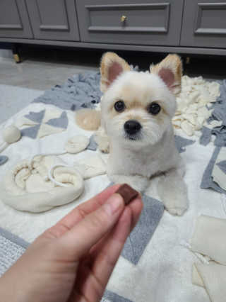 My Pet Care 천연단백질 눈건강에 개좋아 — 4점을 준 리뷰어가 2020년 11월 올린 사용 사진