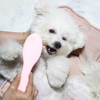 아이캔디 레인보우 볼륨S  브러쉬 for PET 미디엄 — 5점을 준 리뷰어가 2020년 12월 올린 사용 사진