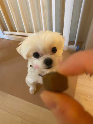 My Pet Care 천연단백질 관절건강에 개좋아 — 4.5점을 준 리뷰어가 2020년 11월 올린 사용 사진