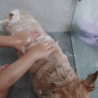 버츠비 퍼피투인원 티어리스 샴푸 앤 컨디셔너 — 5점을 준 리뷰어가 2020년 10월 올린 사용 사진
