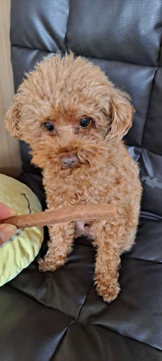 My Pet Care 천연단백질 치아건강에 개좋아 — 5점을 준 리뷰어가 2020년 11월 올린 사용 사진