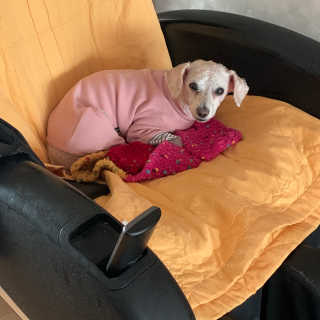 My Pet Care 모발과 모질 피부건강에 개좋아 — 5점을 준 리뷰어가 2020년 11월 올린 사용 사진