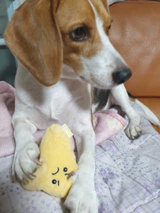 beaglelove님이 올린 리뷰 사진 4