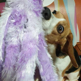 beaglelove님이 올린 리뷰 사진 2
