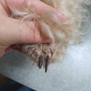 버츠비 케어플러스 릴리빙포앤노즈로션 — 4점을 준 리뷰어가 2020년 11월 올린 사용 사진