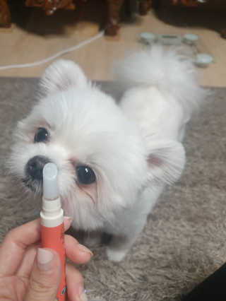 더펫원츠 [5초양치] 멍.치카펜 or 냥.치카펜 or 치카오일펜 — 5점을 준 리뷰어가 2020년 5월 올린 사용 사진