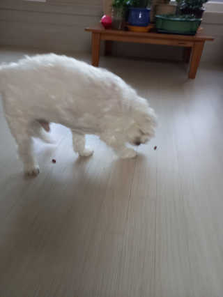 My Pet Care 천연단백질 눈건강에 개좋아 — 4점을 준 리뷰어가 2020년 11월 올린 사용 사진