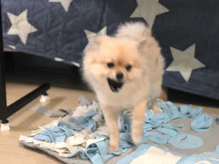 My Pet Care 천연단백질 눈건강에 개좋아 — 5점을 준 리뷰어가 2020년 12월 올린 사용 사진